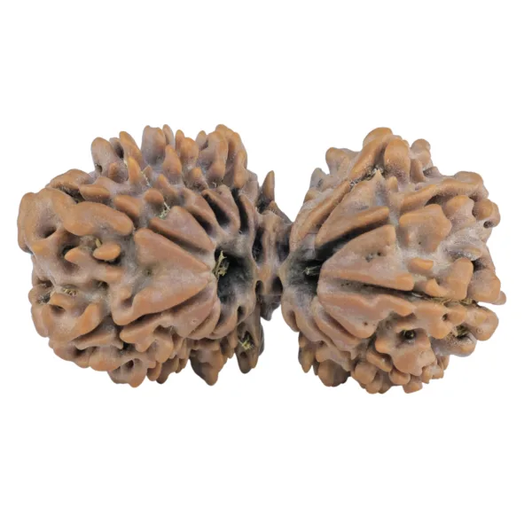 17 MK Gaurishankar 35.9mm 6.06gm - Rudraksha