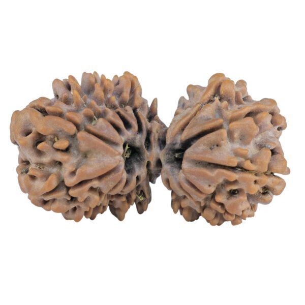 17 Mukhi Gaurishankar 35.9mm 6.06gm - Rudraksha