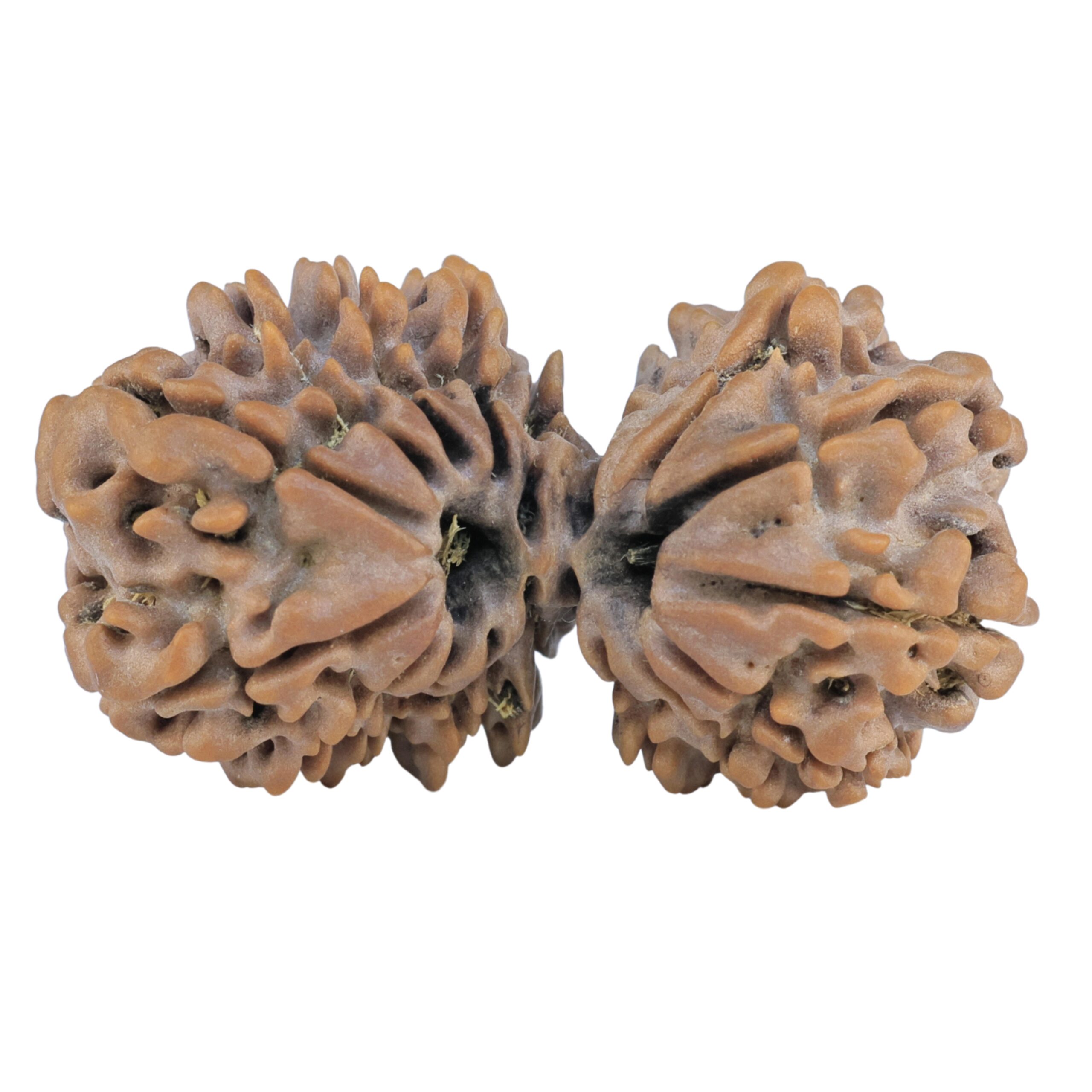 17 Mukhi Gaurishankar 35.9mm 6.06gm - Rudraksha