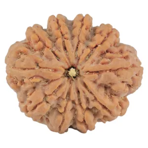 10 Mukhi Rudraksha 32.5mm 8.68gm - Rudraksha