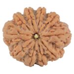 10 Mukhi Rudraksha 32.5mm 8.68gm - Rudraksha
