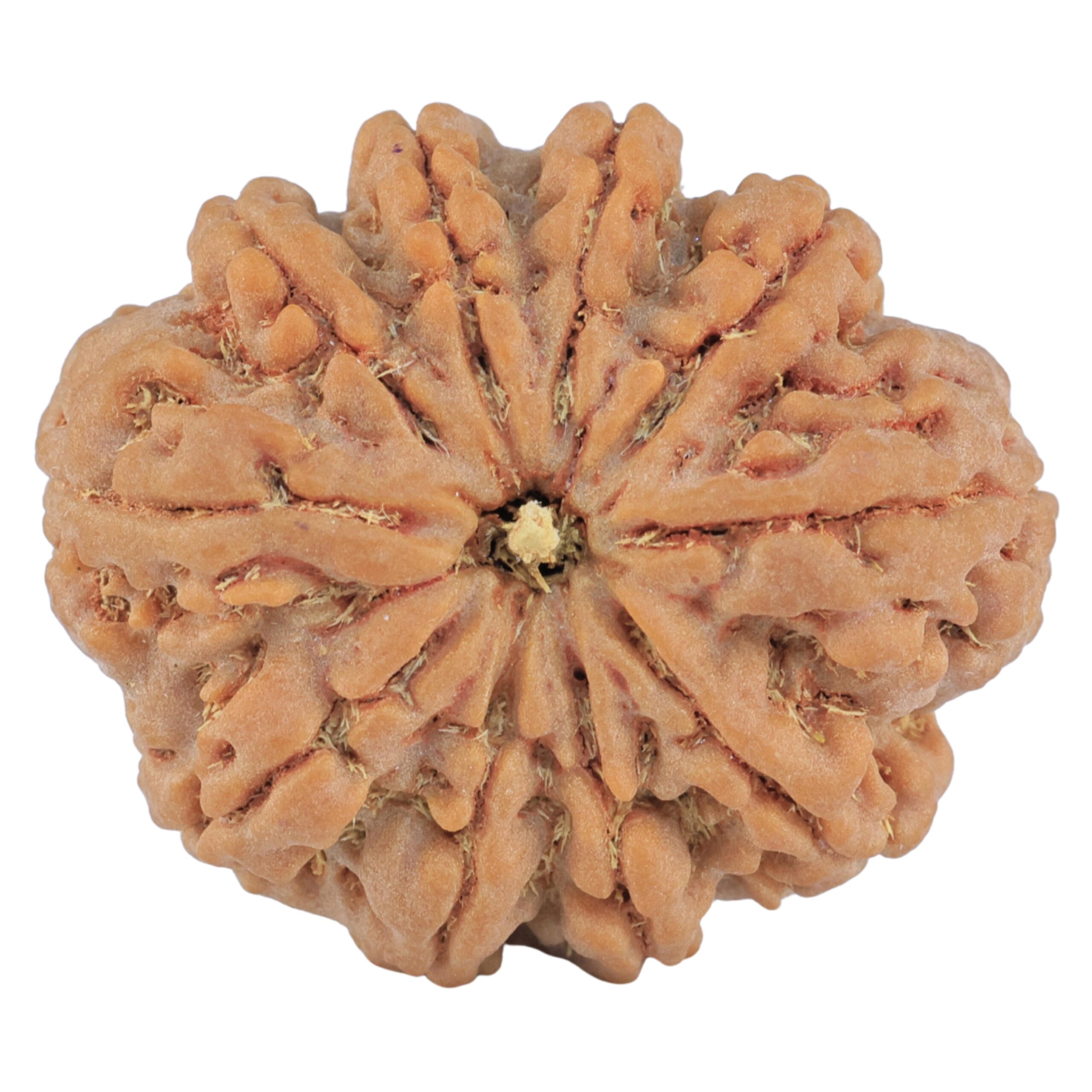 10 Mukhi Rudraksha 32.5mm 8.68gm - Rudraksha