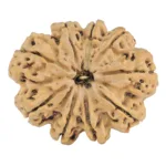 9 Mukhi Rudraksha 32.8mm 6.46gm - Rudraksha
