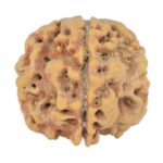 1MK(Underdeveloped) 23.8mm 4.54gm - Rudraksha