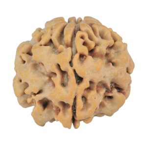 1MK(Underdeveloped) 23.7mm 4.6gm - Rudraksha