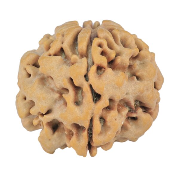 1MK(Underdeveloped) 23.7mm 4.6gm - Rudraksha