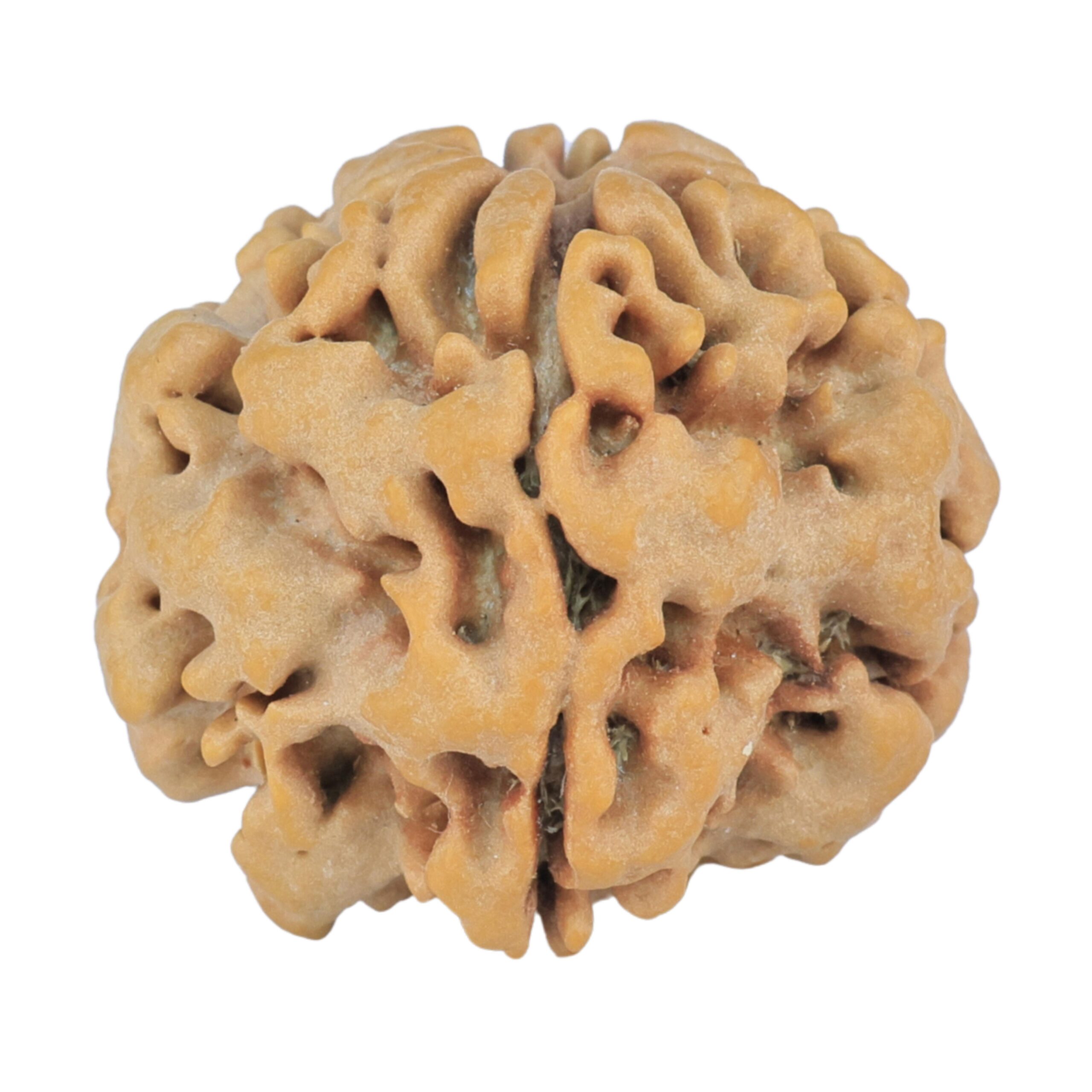 1MK(Underdeveloped) 23.7mm 4.6gm - Rudraksha