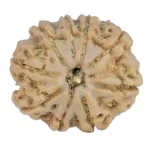 9 Mukhi Rudraksha 25.2mm 4.78gm - Rudraksha