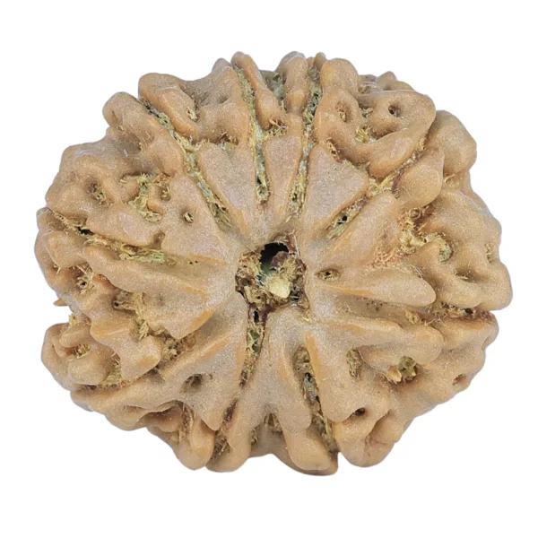 9 Mukhi Rudraksha 25.2mm 4.78gm - Rudraksha
