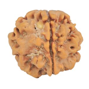 1MK(Underdeveloped) 24.2mm 4.71gm - Rudraksha