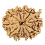 11 Mukhi Ganesh 24.3mm 3.31gm - Rudraksha