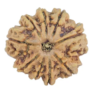 9 Mukhi Rudraksha 25.5mm 5.33gm - Rudraksha