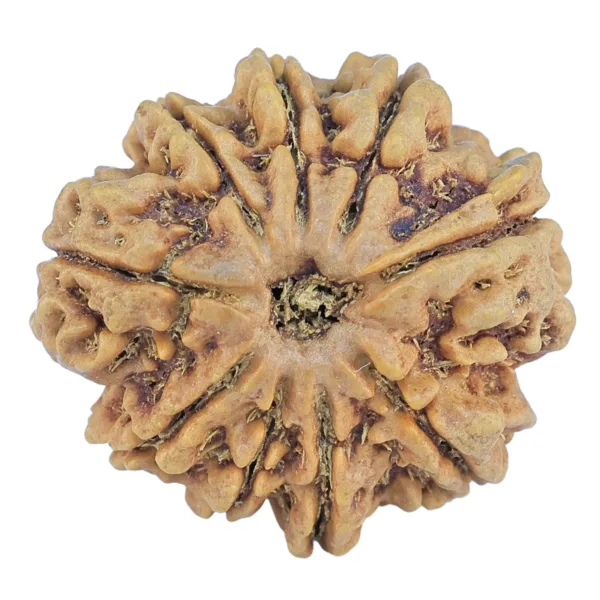 9 Mukhi Rudraksha 25.5mm 5.33gm - Rudraksha