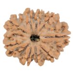 9 Mukhi Rudraksha 25.1mm 4gm - Rudraksha