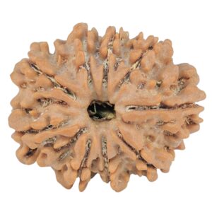9 Mukhi Rudraksha 25.1mm 4gm - Rudraksha