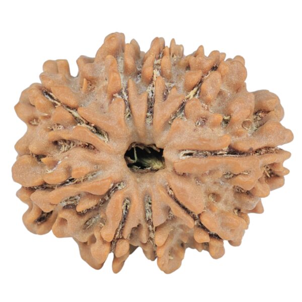 9 Mukhi Rudraksha 25.1mm 4gm - Rudraksha