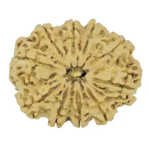 10 Mukhi Rudraksha 29.9mm 4.91gm - Rudraksha