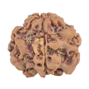 1MK(Underdeveloped) 22.6mm 3.54gm - Rudraksha