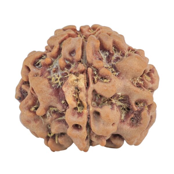 1MK(Underdeveloped) 22.6mm 3.54gm - Rudraksha
