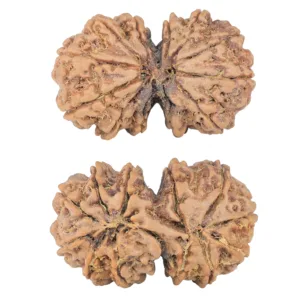 12 MK Gaurishankar 38.6mm 9.7gm - Rudraksha