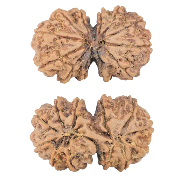 12 MK Gaurishankar 38.6mm 9.7gm - Rudraksha