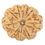 9 Mukhi Rudraksha 33.9mm 8.36gm - Rudraksha