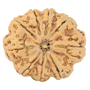 9 Mukhi Rudraksha 33.9mm 8.36gm - Rudraksha