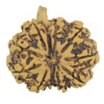 10 Mukhi Ganesh 33mm 7.11gm - Rudraksha