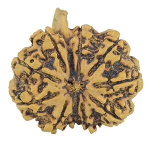 10 Mukhi Ganesh 33mm 7.11gm - Rudraksha