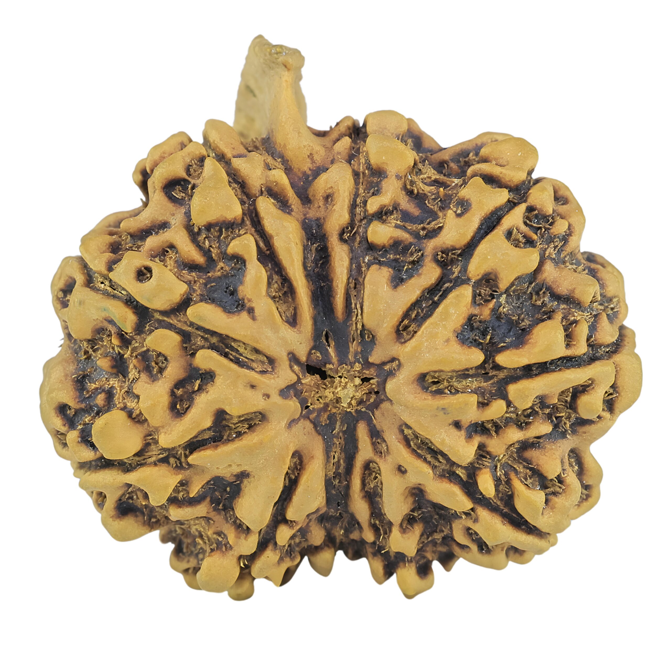 10 Mukhi Ganesh 33mm 7.11gm - Rudraksha