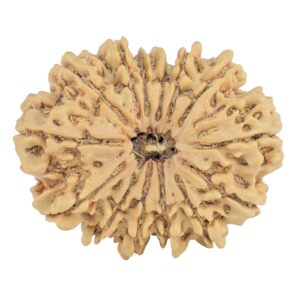 14 Mukhi Rudraksha 29.8mm 4.44gm - Rudraksha