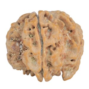 1MK(Underdeveloped) 24.5mm 5gm - Rudraksha