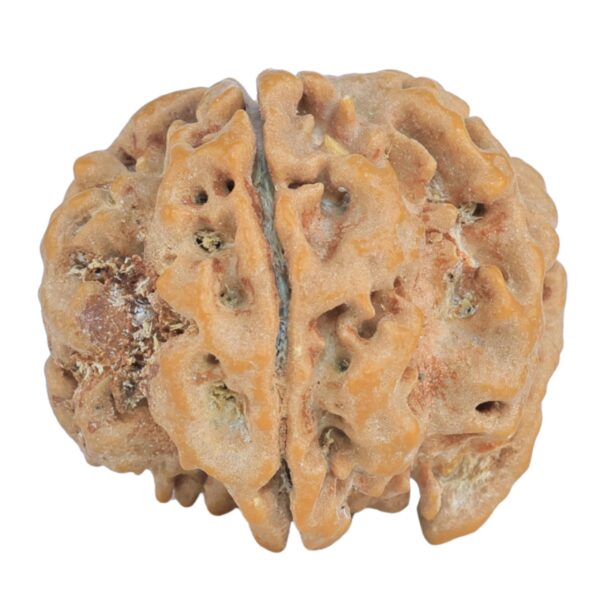 1MK(Underdeveloped) 24.5mm 5gm - Rudraksha