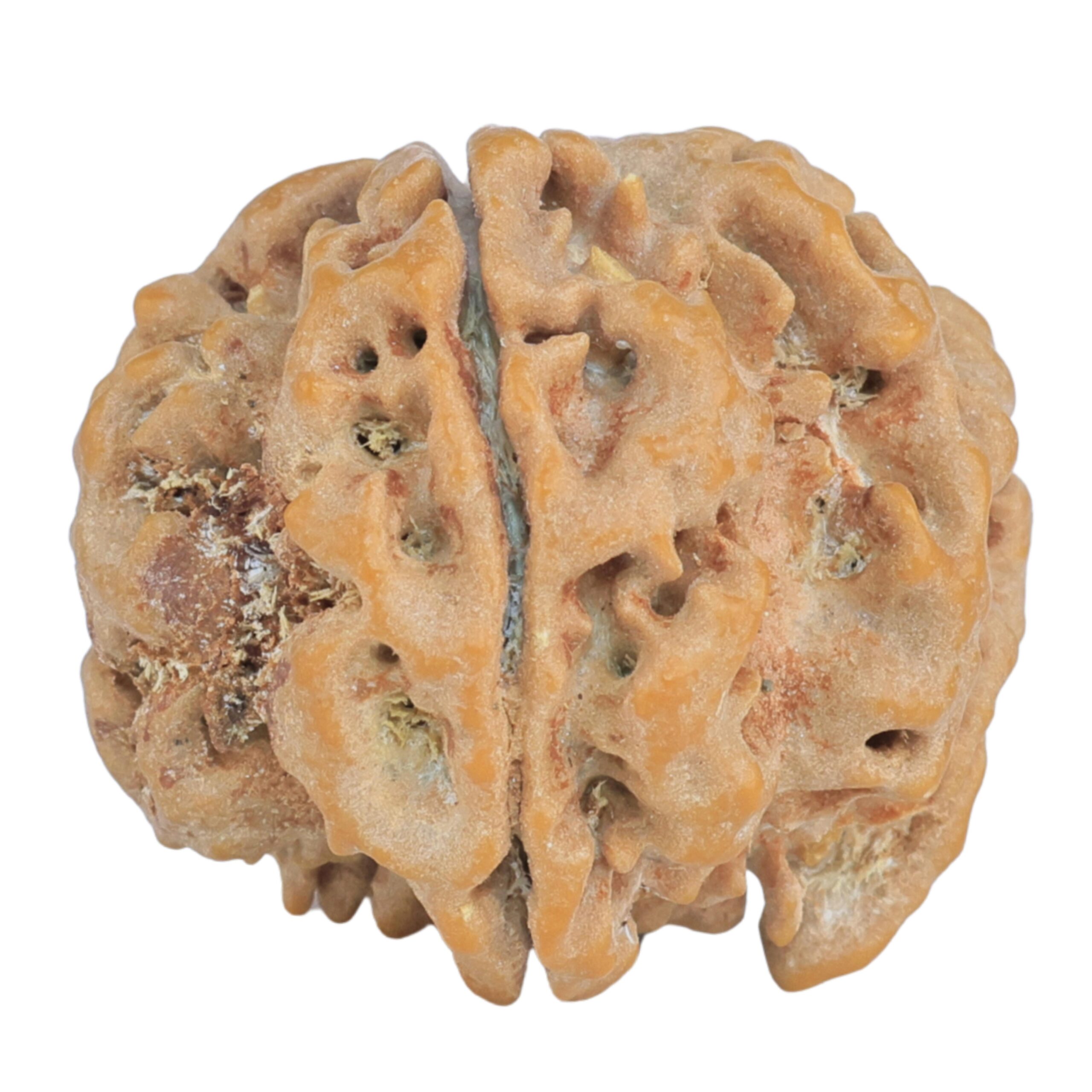 1MK(Underdeveloped) 24.5mm 5gm - Rudraksha