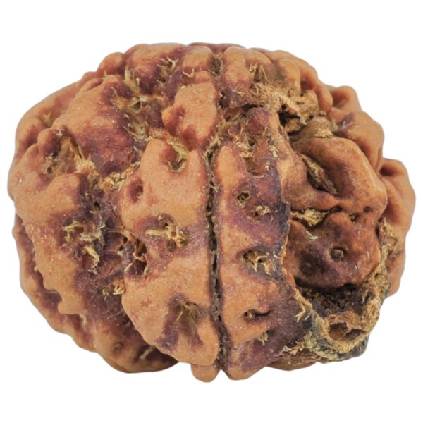 1MK(Underdeveloped) 22.5mm 3.75gm - Rudraksha