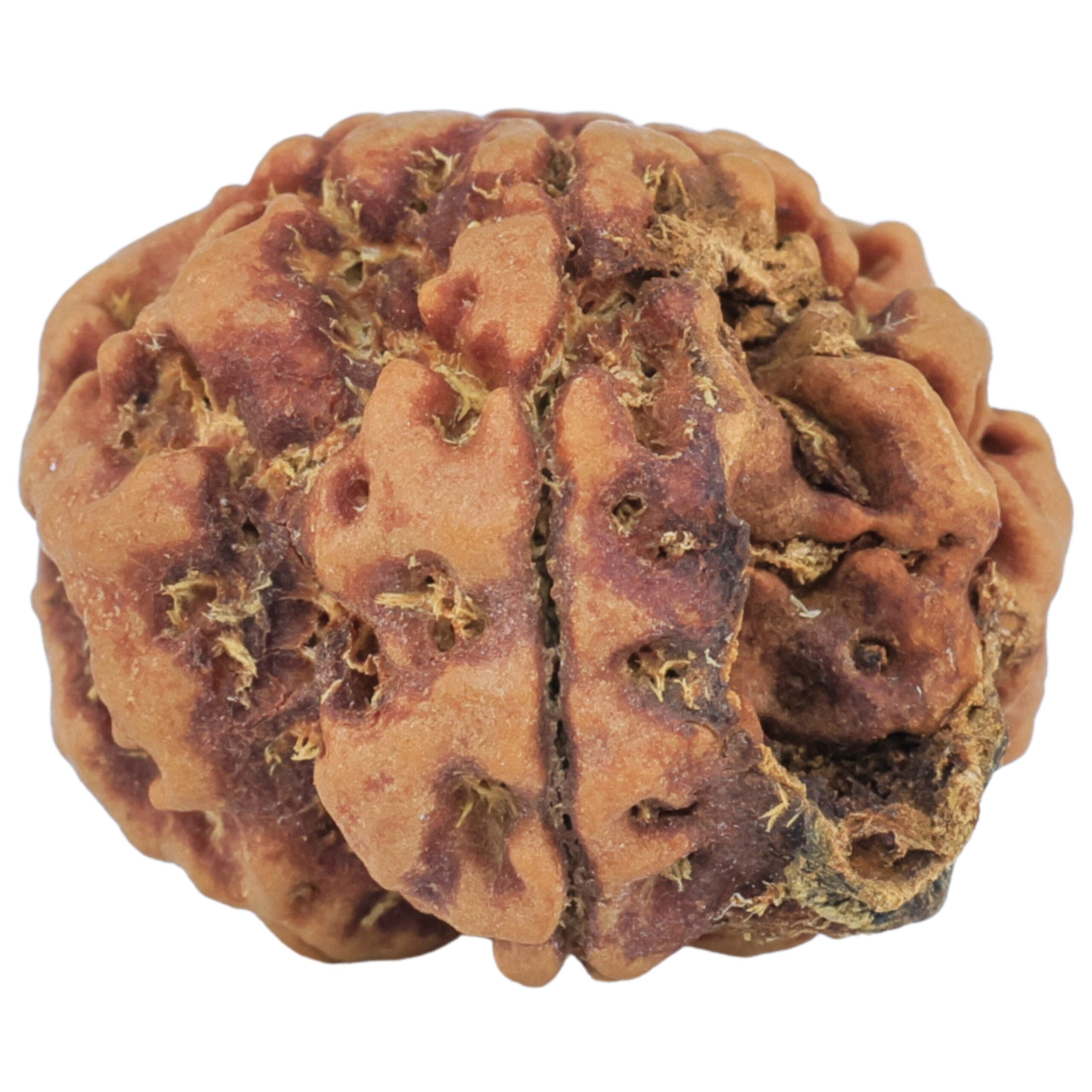 1MK(Underdeveloped) 22.5mm 3.75gm - Rudraksha