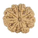 9 Mukhi Rudraksha 34mm 9.07gm - Rudraksha