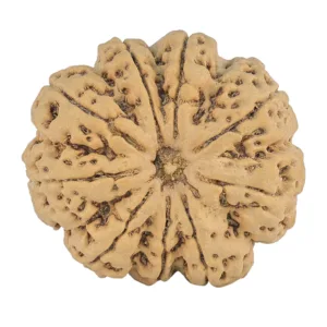 9 Mukhi Rudraksha 34mm 9.07gm - Rudraksha