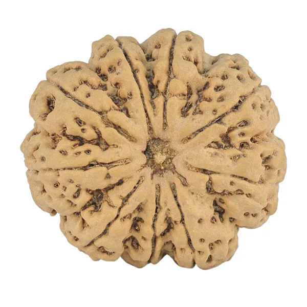 9 Mukhi Rudraksha 34mm 9.07gm - Rudraksha