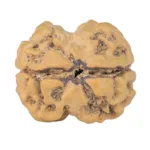 2 Mukhi Rudraksha 24mm 3.52gm - Rudraksha