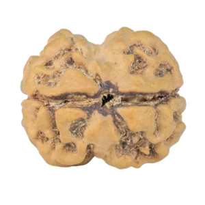 2 Mukhi Rudraksha 24mm 3.52gm - Rudraksha