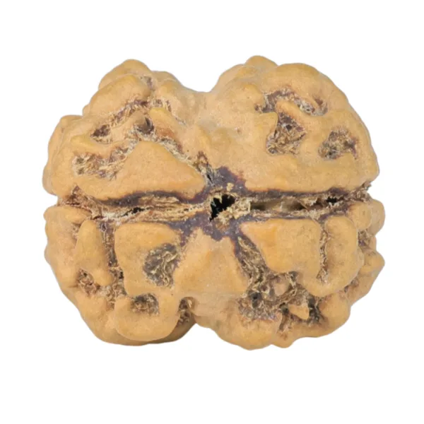 2 Mukhi Rudraksha 24mm 3.52gm - Rudraksha