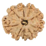 9 Mukhi Rudraksha 26.3mm 4.91gm - Rudraksha