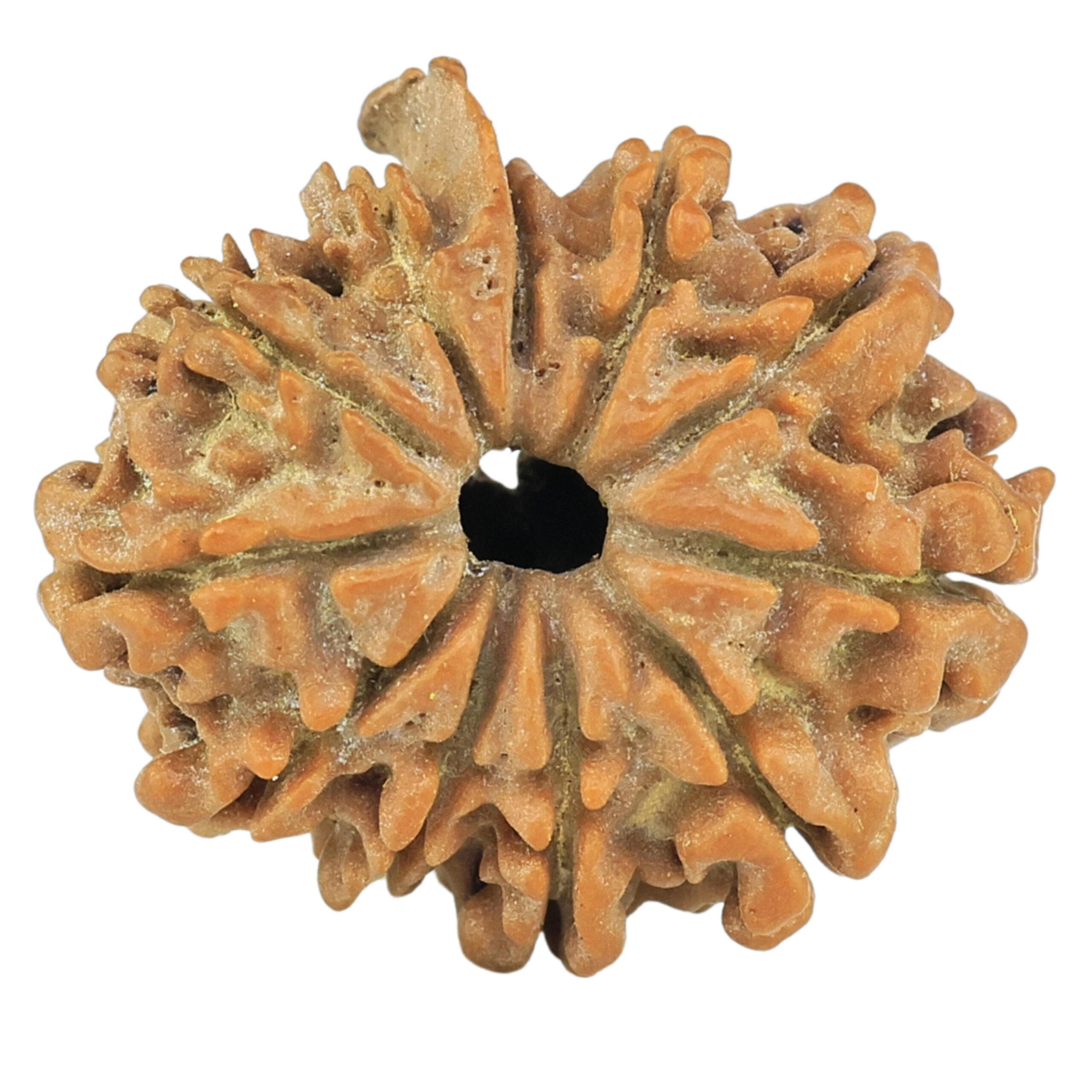 11 Mukhi Ganesh 21.2mm 2.1gm - Rudraksha