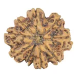 9 Mukhi Rudraksha 28.9mm 5.38gm - Rudraksha