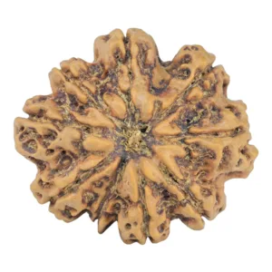 9 Mukhi Rudraksha 28.9mm 5.38gm - Rudraksha