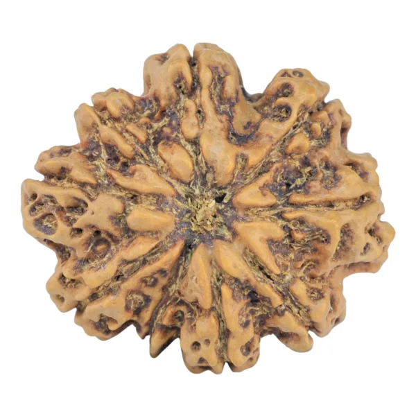 9 Mukhi Rudraksha 28.9mm 5.38gm - Rudraksha