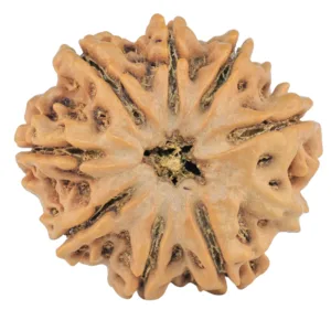 9 Mukhi Rudraksha 25.7mm 4.83gm - Rudraksha