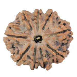 9 Mukhi Rudraksha 26.5mm 4.7gm - Rudraksha