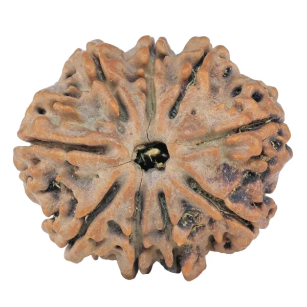 9 Mukhi Rudraksha 26.5mm 4.7gm - Rudraksha